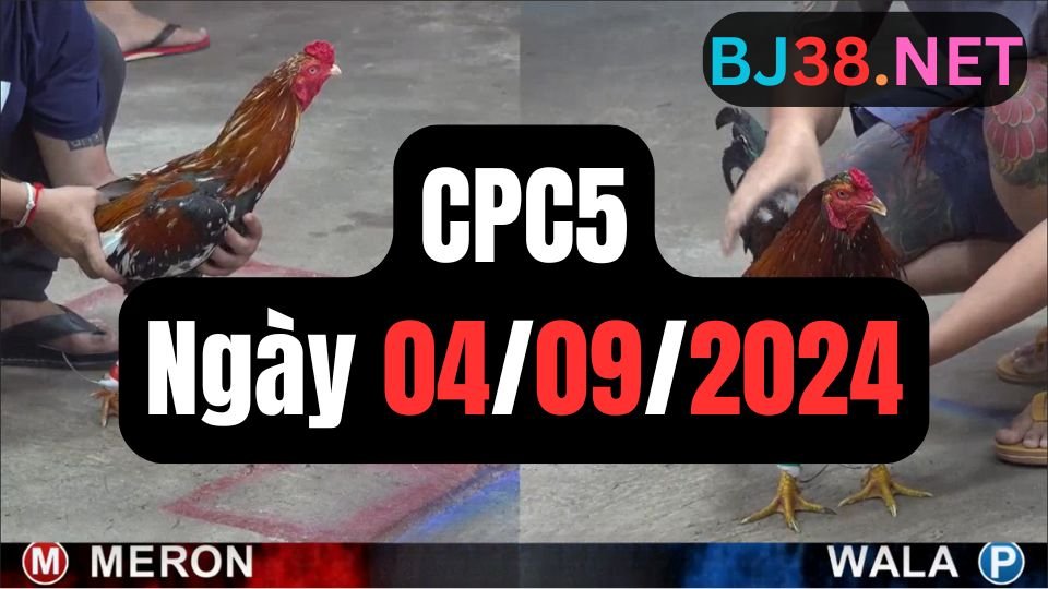 Đá gà thomo CPC5 ngày 04/09/2024