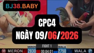 Đá gà thomo CPC4 ngày 09-06-2026