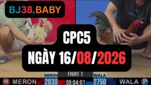 Video đá gà CPC5 Thomo hôm nay 16-08-2026