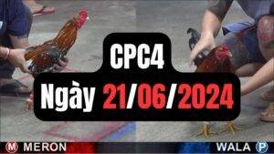 Đá gà thomo CPC4 ngày 21/06/2024