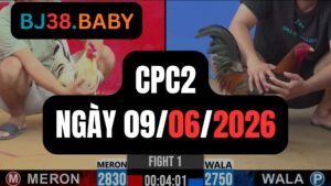 Đá gà thomo CPC2 ngày 09-06-2026