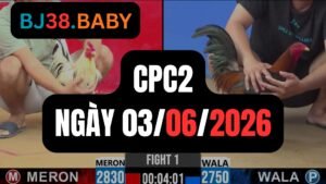 Đá gà thomo CPC2 ngày 03-06-2026