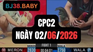 Đá gà thomo CPC2 ngày 02-06-2026