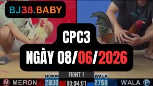 Đá gà thomo CPC3 ngày 08-06-2026