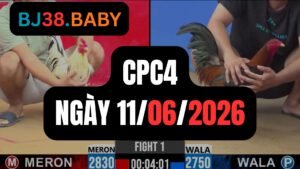 Đá gà thomo CPC4 ngày 11-06-2026