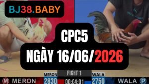 Đá gà thomo CPC5 ngày 16-06-2026