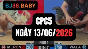 Đá gà thomo CPC5 ngày 13-06-2026