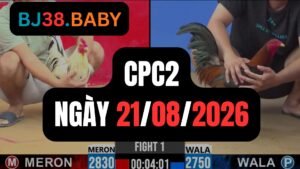 Video đá gà CPC2 Thomo hôm nay 21-08-2026