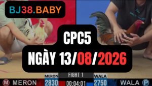 Video đá gà CPC5 Thomo hôm nay 13-08-2026