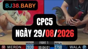 Video đá gà CPC5 Thomo hôm nay 29-08-2026