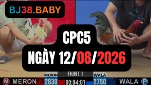 Video đá gà CPC5 Thomo hôm nay 12-08-2026