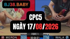 Video đá gà CPC5 Thomo hôm nay 17-08-2026